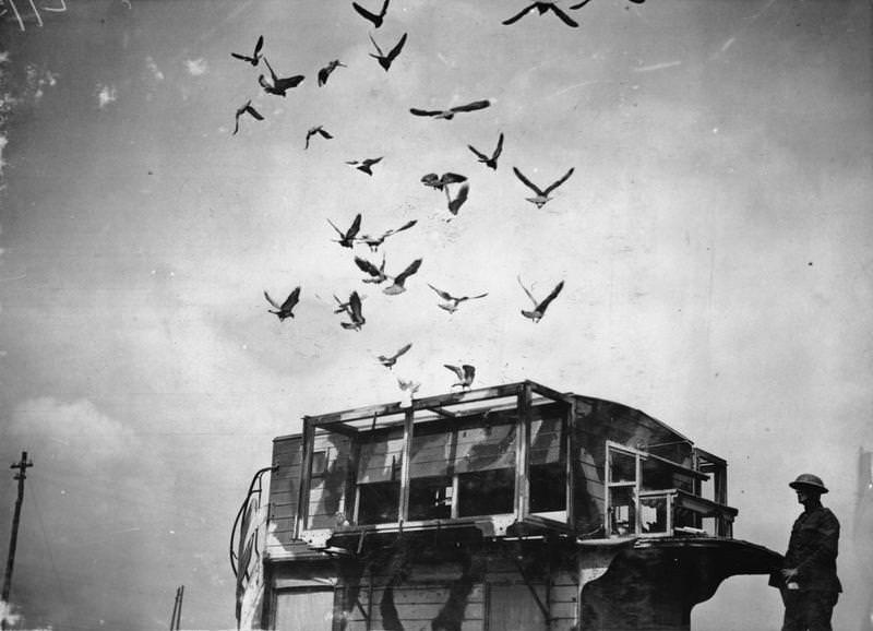 Pigeon Lofts of WWI: Historical photos of B-type Buses that were Used to Transport Messenger Birds