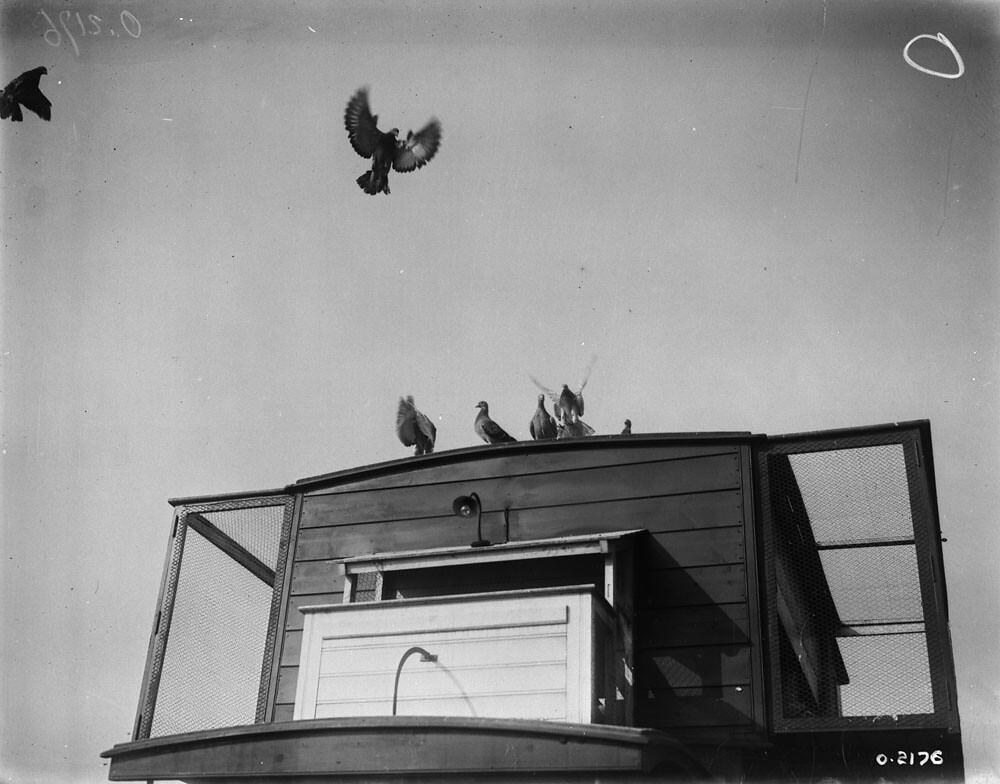 Pigeon Lofts of WWI: Historical photos of B-type Buses that were Used to Transport Messenger Birds