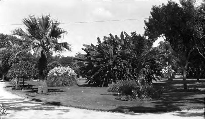 Landscaped area of Brackenridge Park, San Antonio, 1927