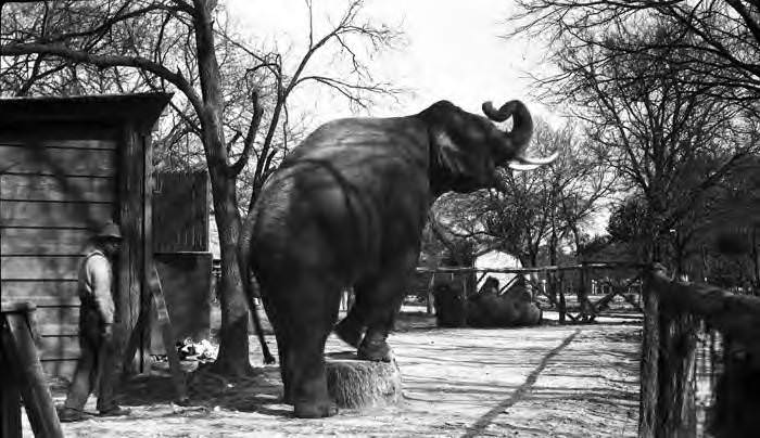 African elephant in pen at San Antonio Zoo, Brackenridge Park, San Antonio, 1927