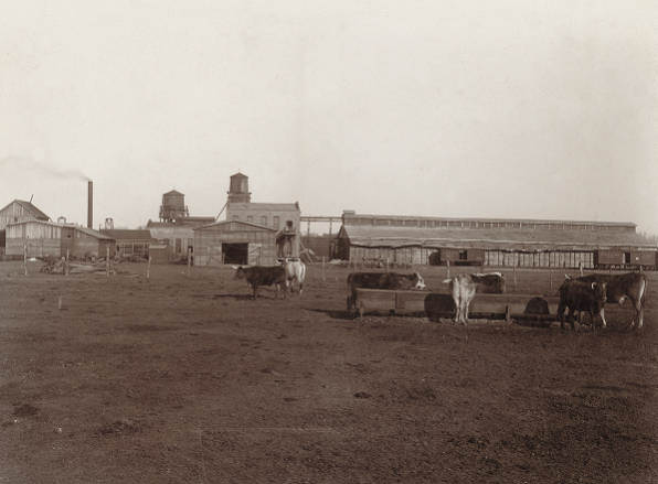 Cattle Yard and Train Stop, 1890
