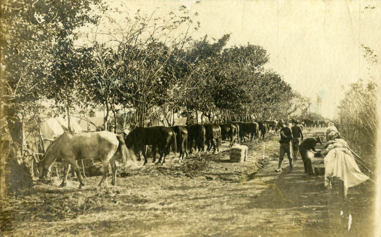 Army Horses Feeding, 1899