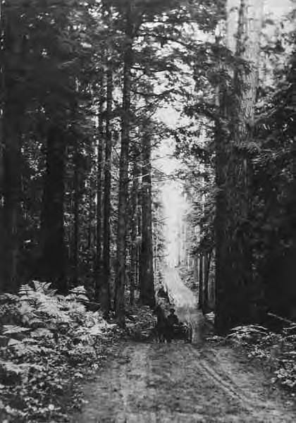 Man in horse-drawn carriage at Woodland Park, 1899