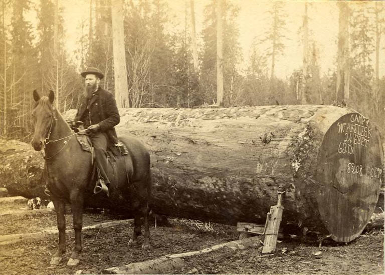 Man on a horse in front of a large log, Wshington, 1889
