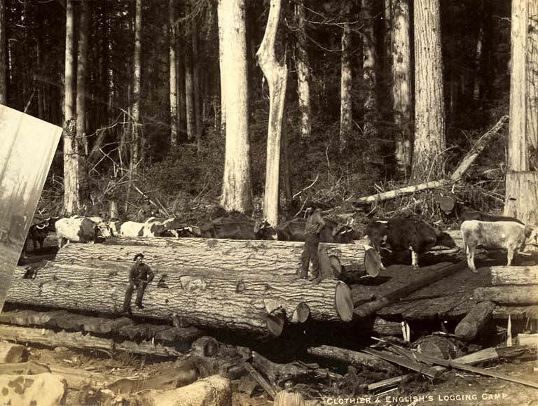 Men, oxen, and logs at the Clothier & English's Logging camp, 1889