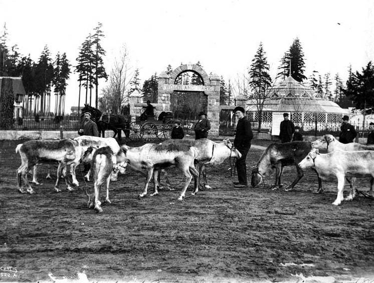 Reindeer with entrance to Woodland Park in background, Seattle, 1898