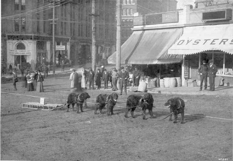 Sled dogs at corner of Yesler Way and 2nd Ave., 1898