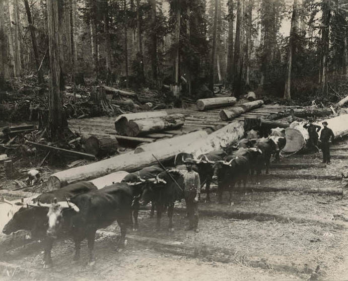 Cattle team and workers on skid road, 1890