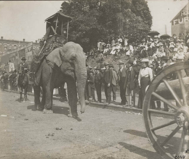 Elephant on parade at Pine St. and 3rd Ave., 1899