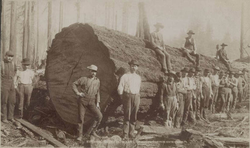 Fir log at Huron Lumber Company's Bothell camp, 1895