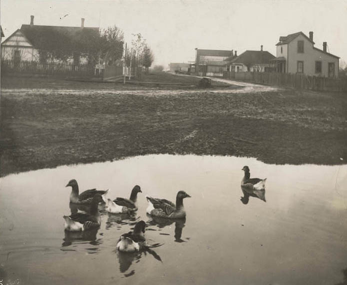 Greater White Fronted Geese in South Park Pond, 1890