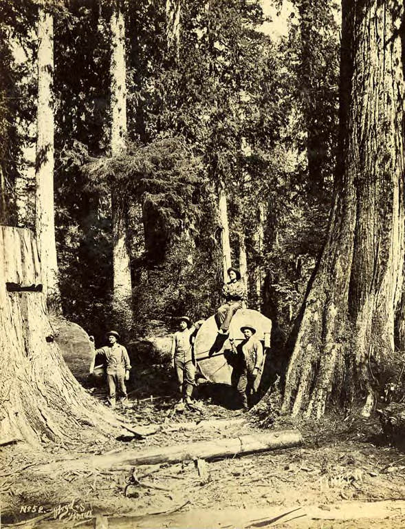 Four loggers posed next to downed tree, 1889