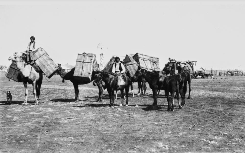 Horse and camel team, Cloncurry, 1904
