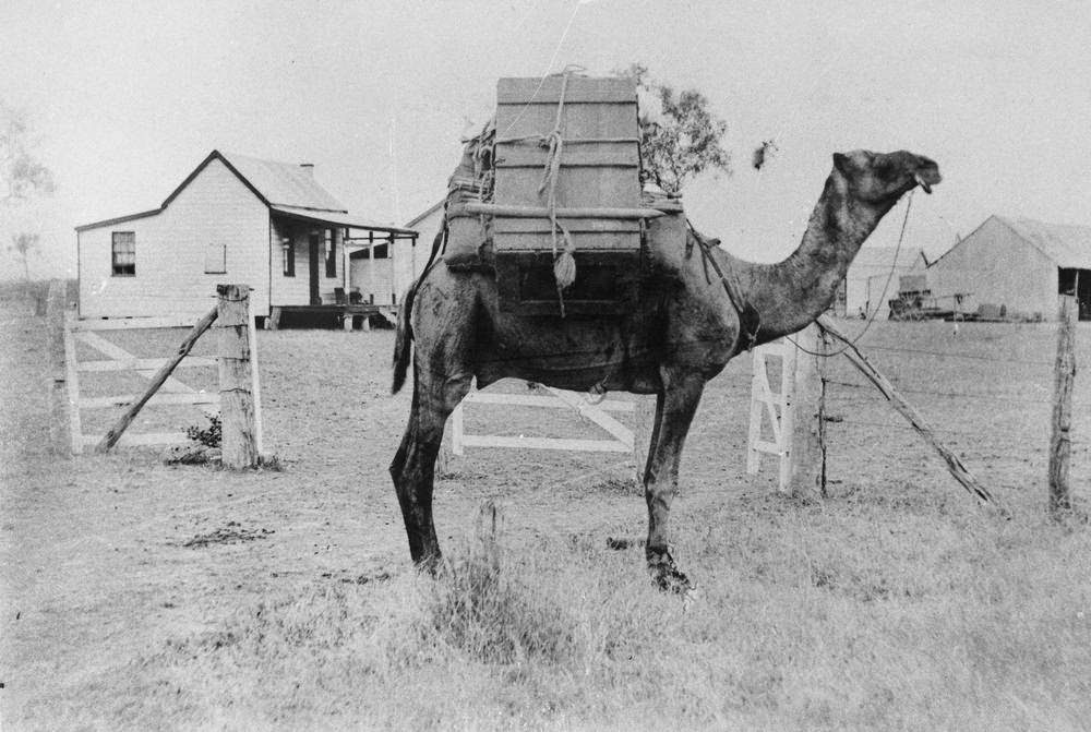 Petti Khan's camel at Canobie Station, 1895