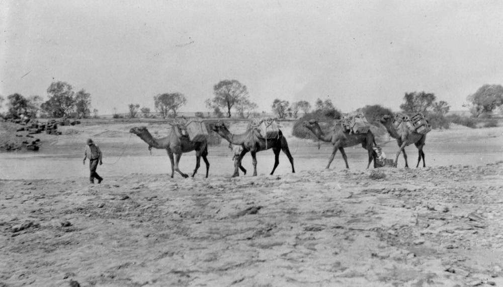 Camel team coming over to Birdsville led by the camel driver, 1926