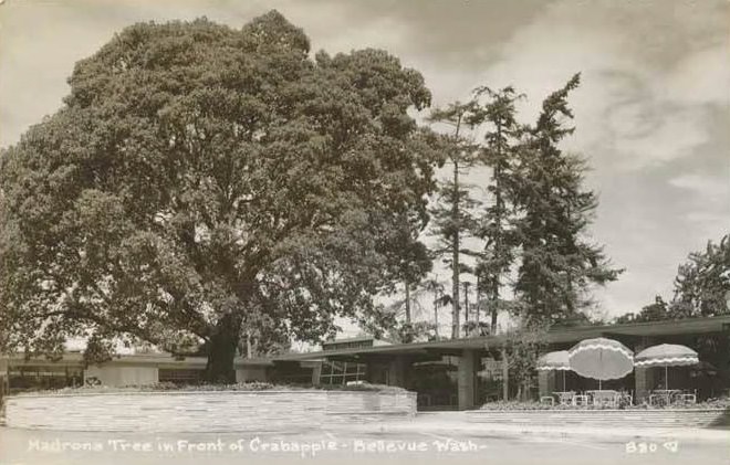 Madrona tree in front of the Crabapple Restaurant, Bellevue, 1950