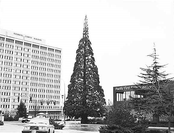 Sequoia tree on corner of NE 8th Street and 106th Avenue NE, Bellevue, February 15, 1987