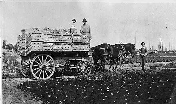 Wagon load of lettuce on Aries farm, Bellevue, 1918