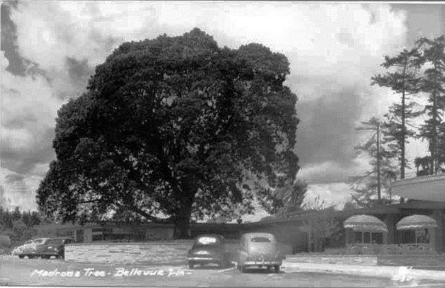 Bellevue Square madrona tree, 1950.