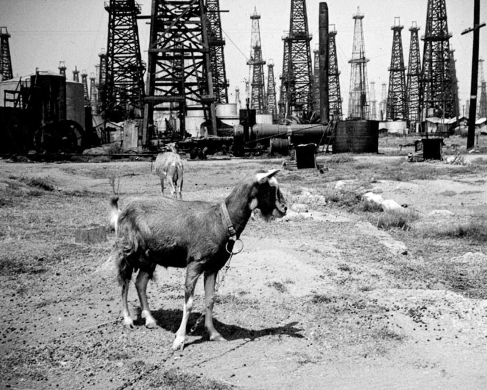 Goats near an oilfield in Huntington Beach, 1937