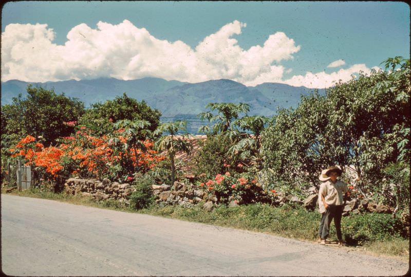 Poinsettias, Colombia
