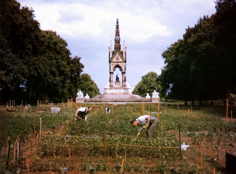 Britons work a victory garden in the midst of World War II, 1940