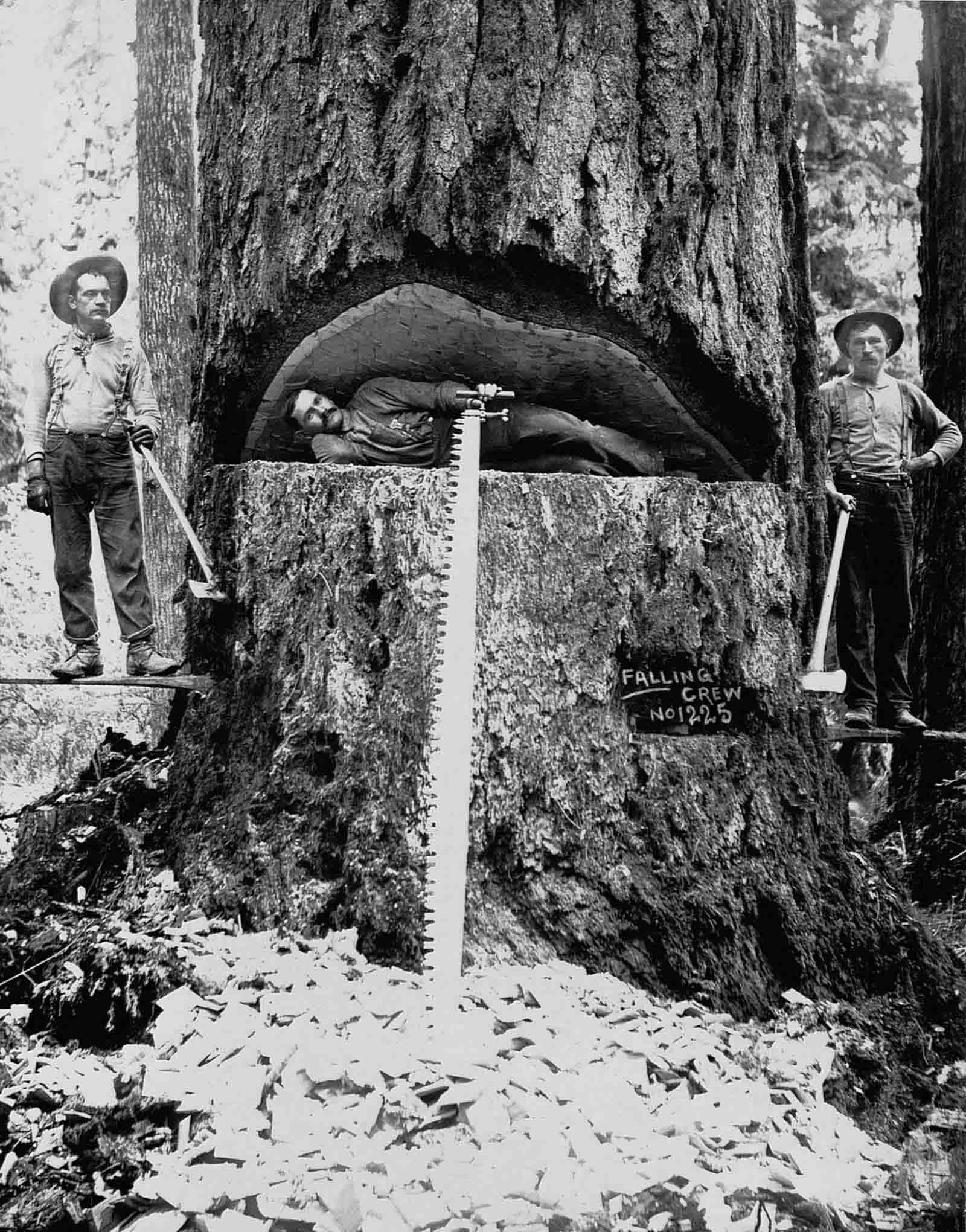 Lumberjacks pose with a Douglas fir tree in Washington, 1899.