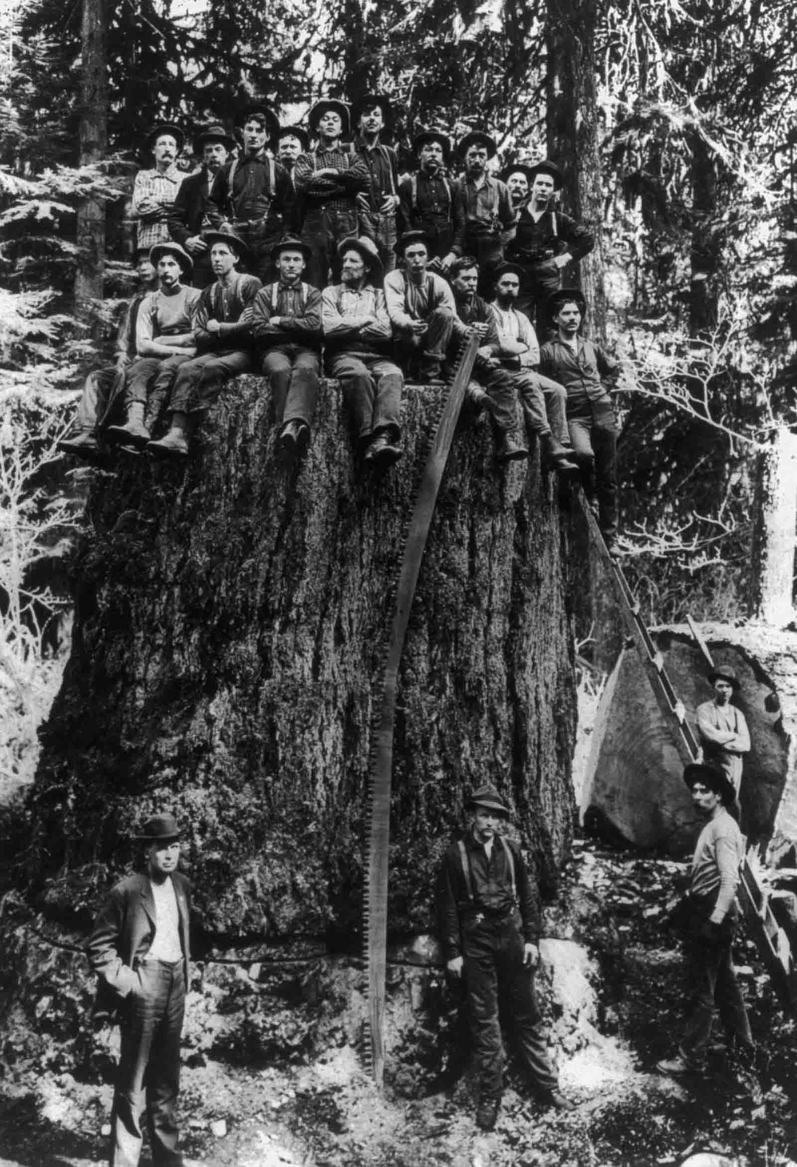 Lumberjacks pose on the stump of a tree which was displayed at St. Louis World’s Fair, 1904.