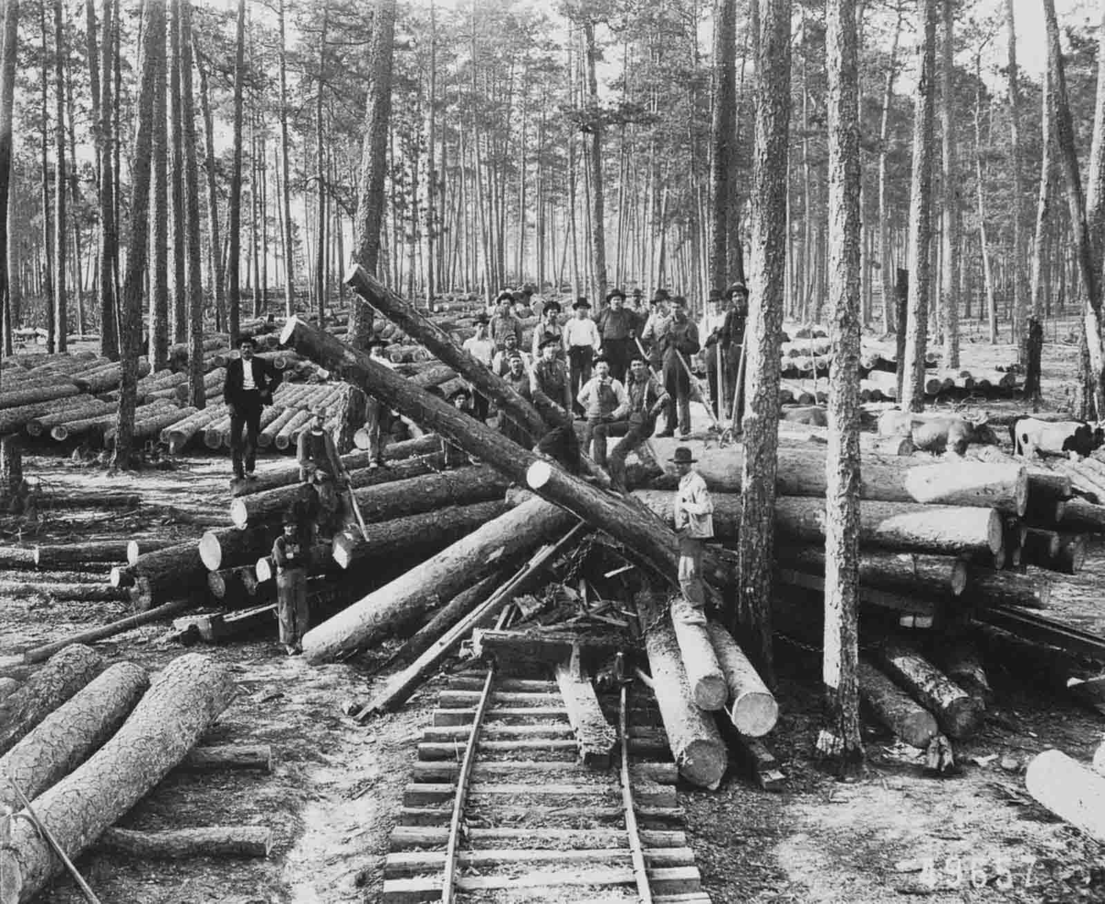 A logging crew stands among cut old growth longleaf pine in Vernon Parish, Louisiana, 1904.