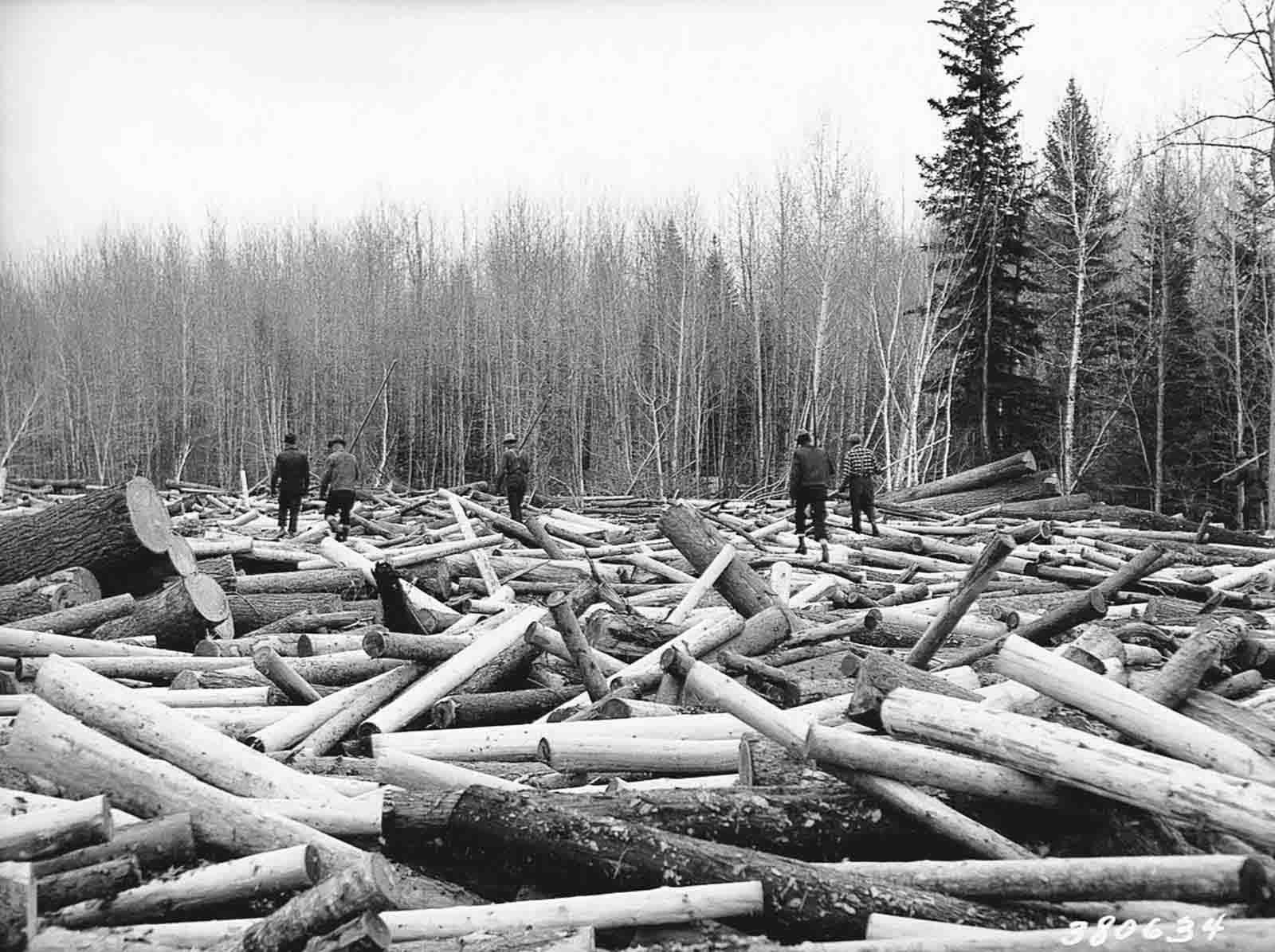 Loggers walk the surface of a log jam on Minnesota’s Littlefork River seeking a tall, strong log with which to build a loading boom, 1937.