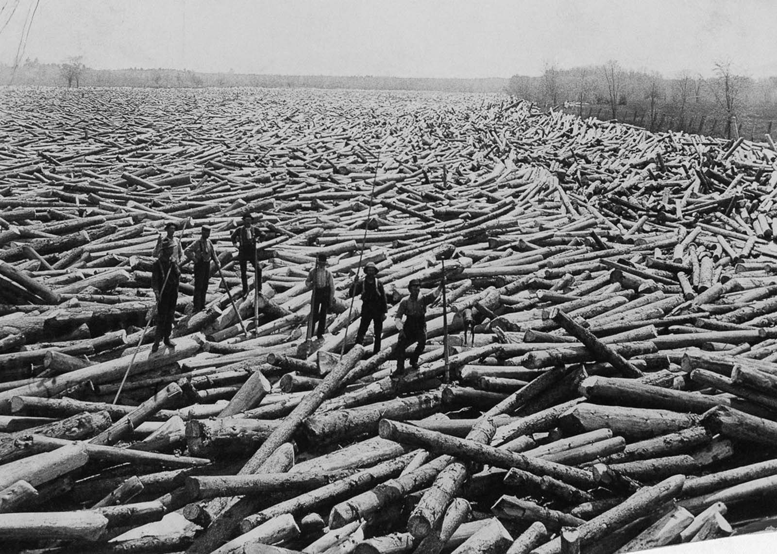 Men stand on piles of cut trees in rural New York, 1907.