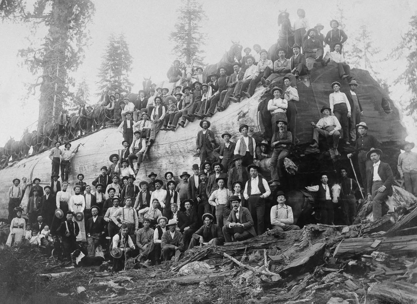 Over 100 people stand with a logged giant sequoia tree in California, 1917.