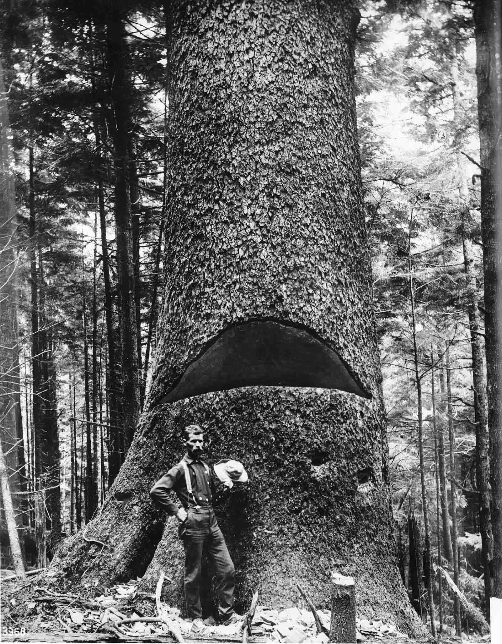 A lumberjack, 1900.