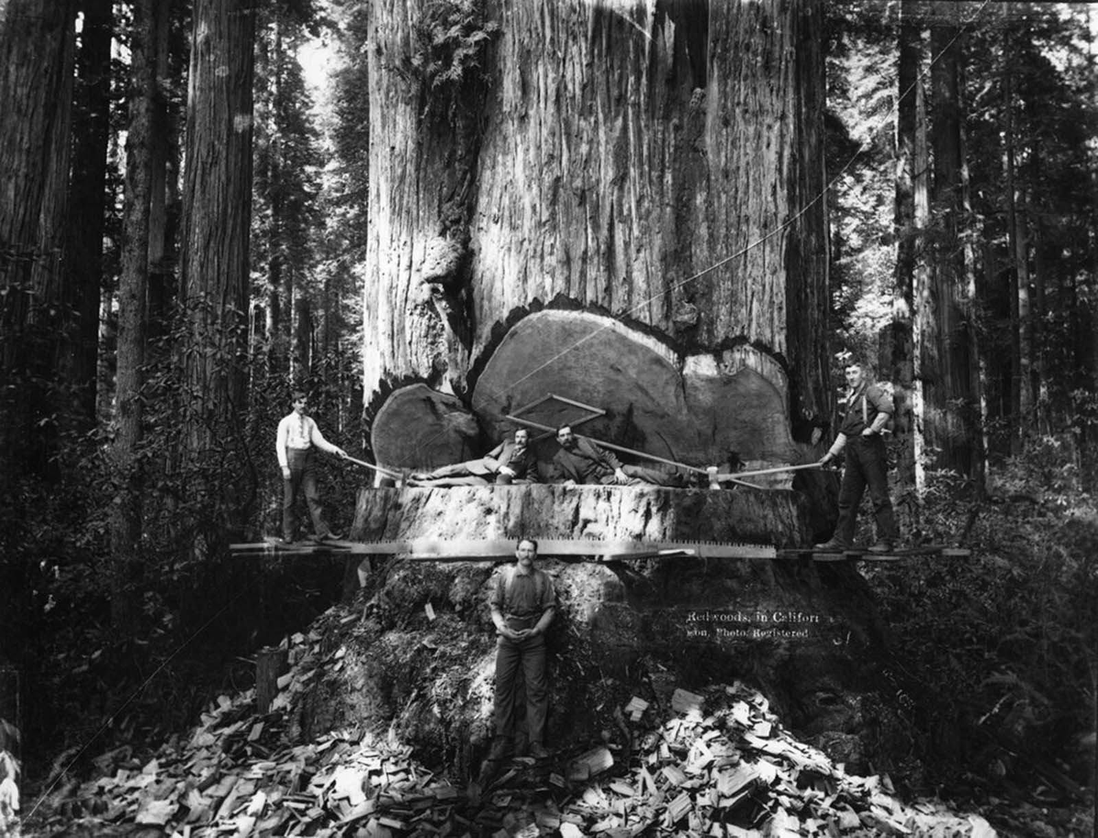 Lumberjacks among the redwoods in California.