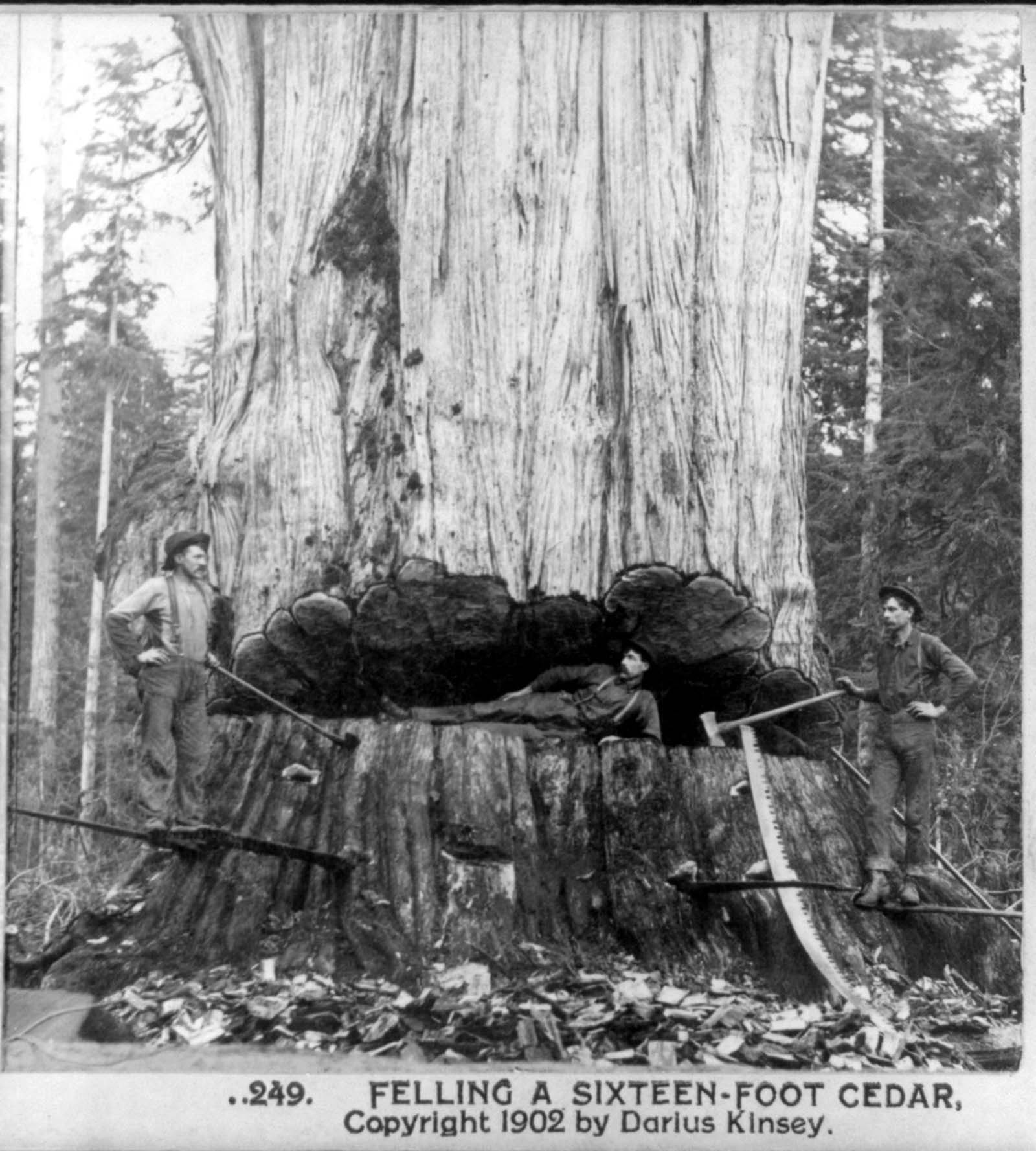 Lumberjacks in Washington state.