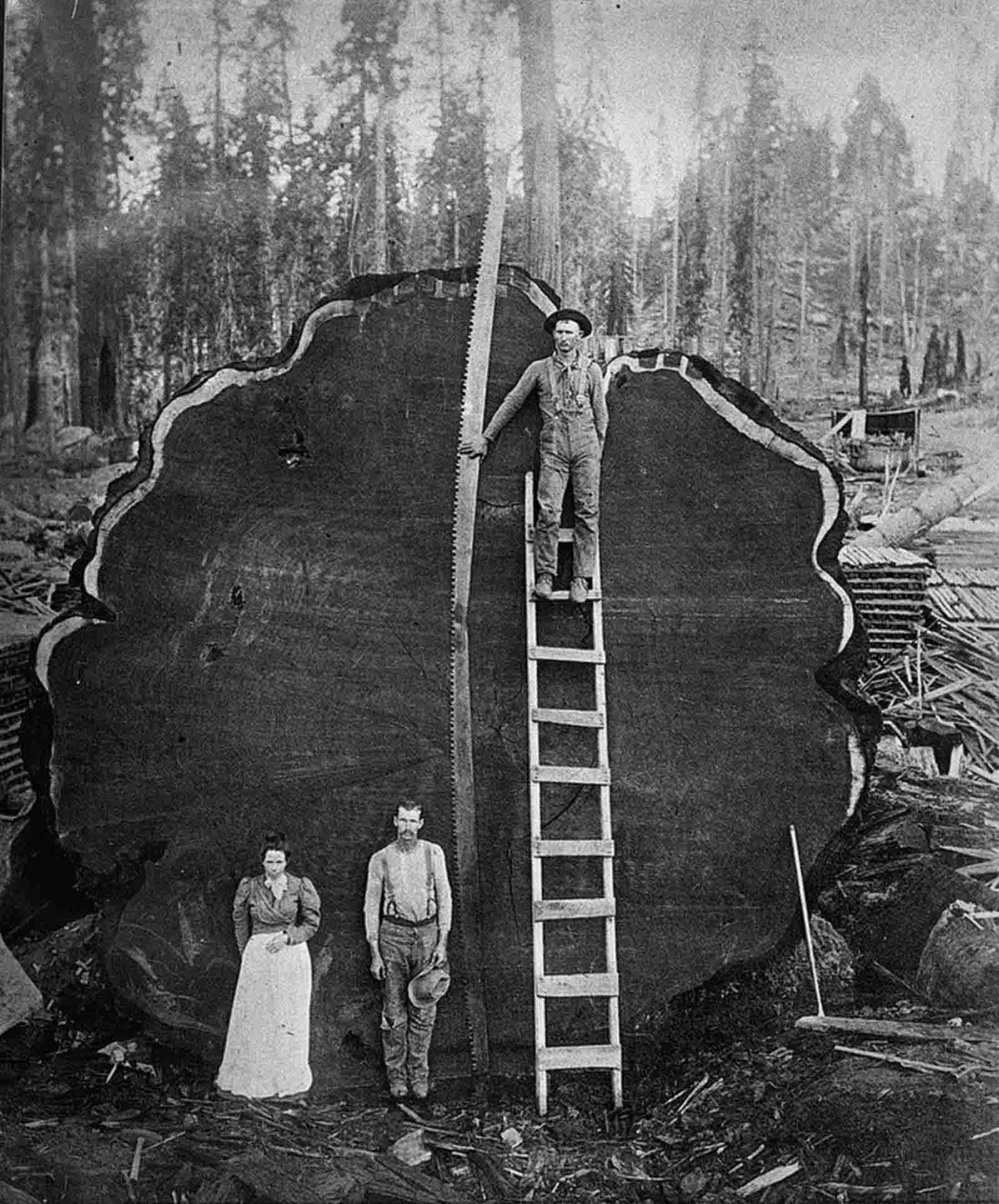 Standing by a Sequioa log in California, 1910.
