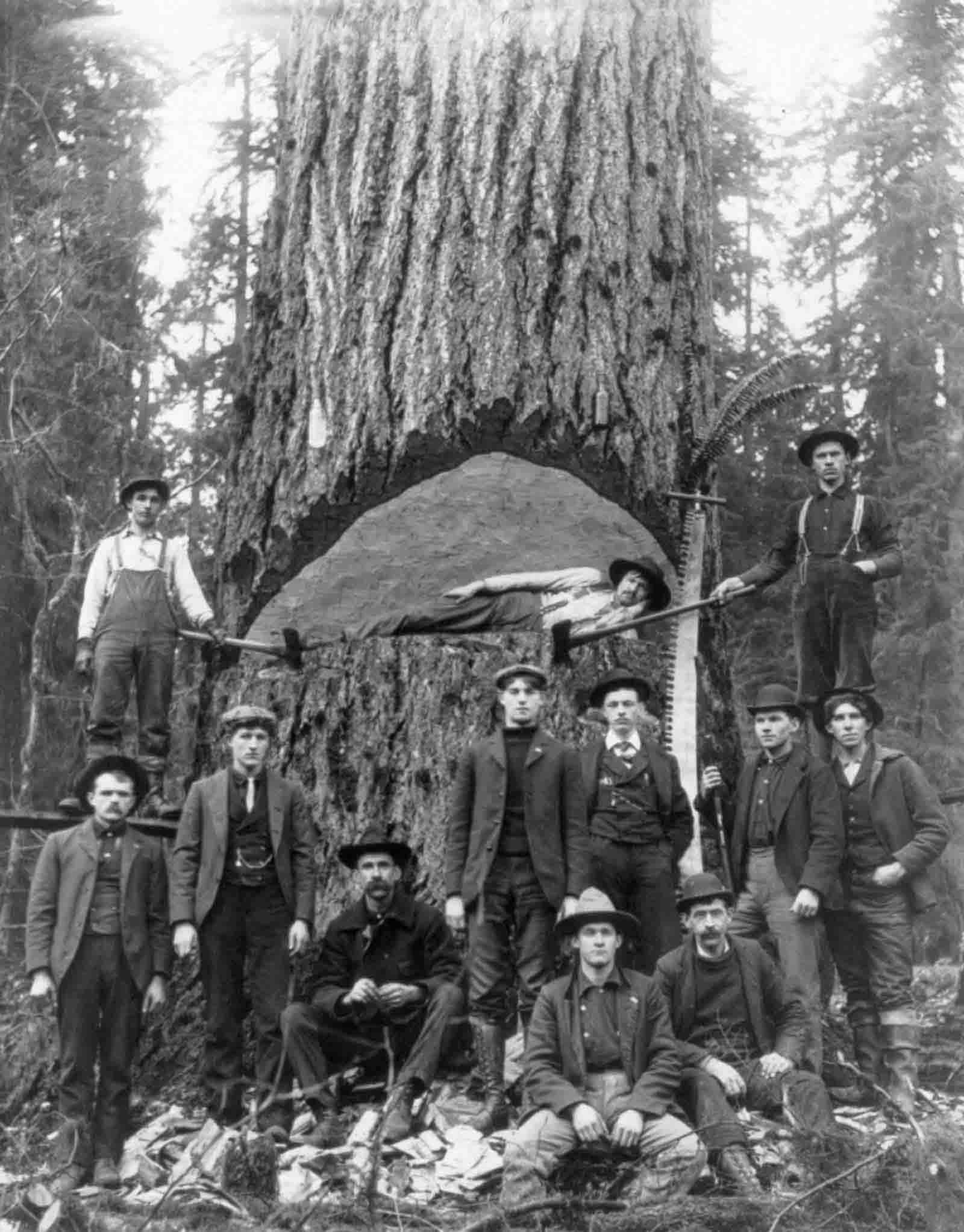 Lumberjacks pose with a fir tree in Washington, 1902.