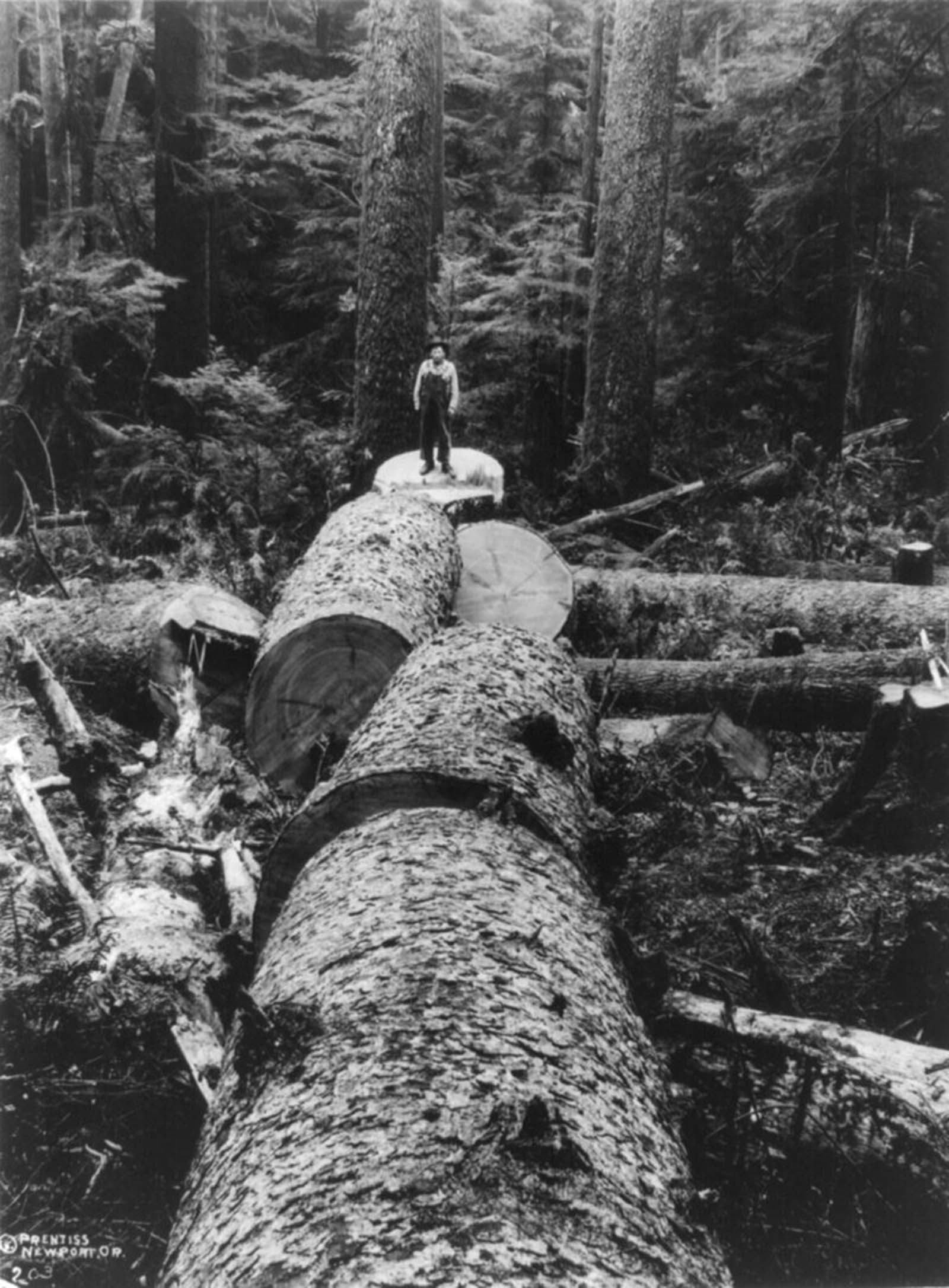A lumberjack stands on a felled spruce tree, 1918.