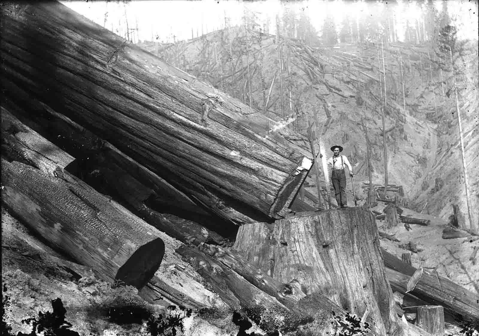 A lumberjack with a redwood.