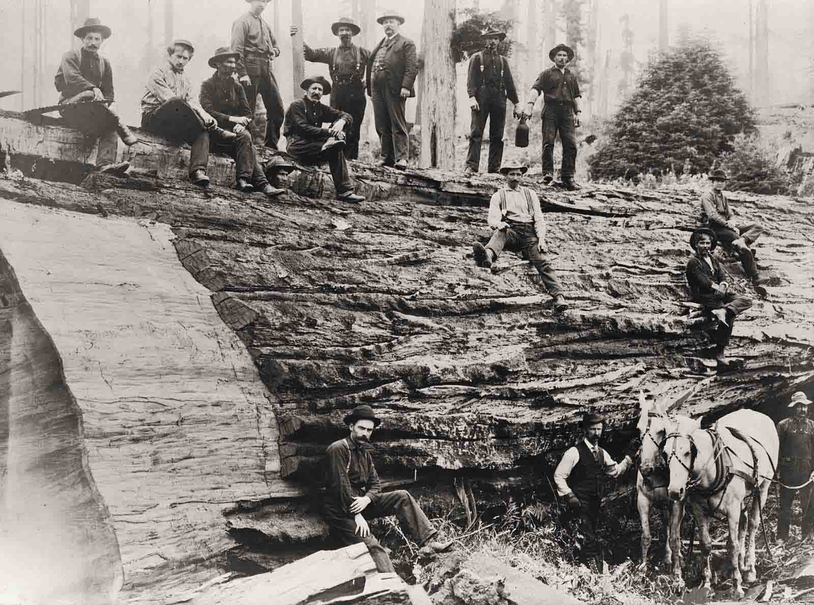 A felled Sequioa tree in California, 1900.