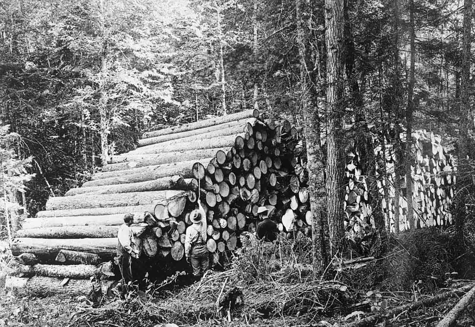 Stunning Historical Photos of Lumberjacks who Fell Giant Trees with Axes and Handsaws from the early 1900s