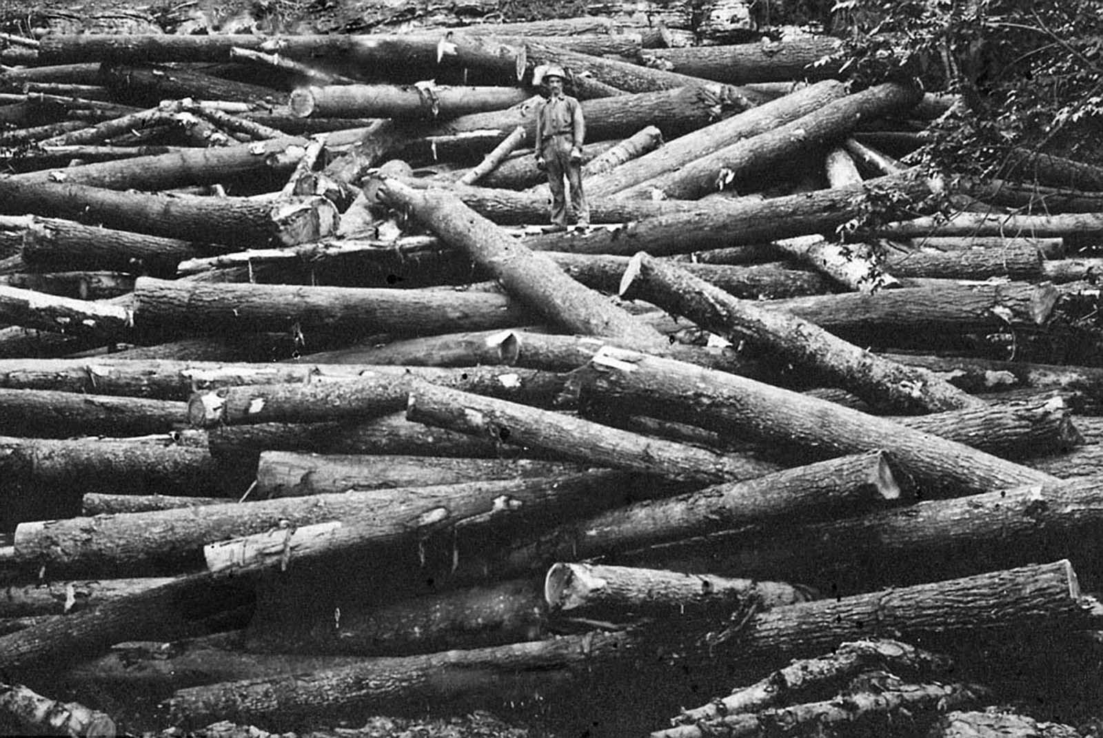 A lumberjack almost blends in with the cut trees.