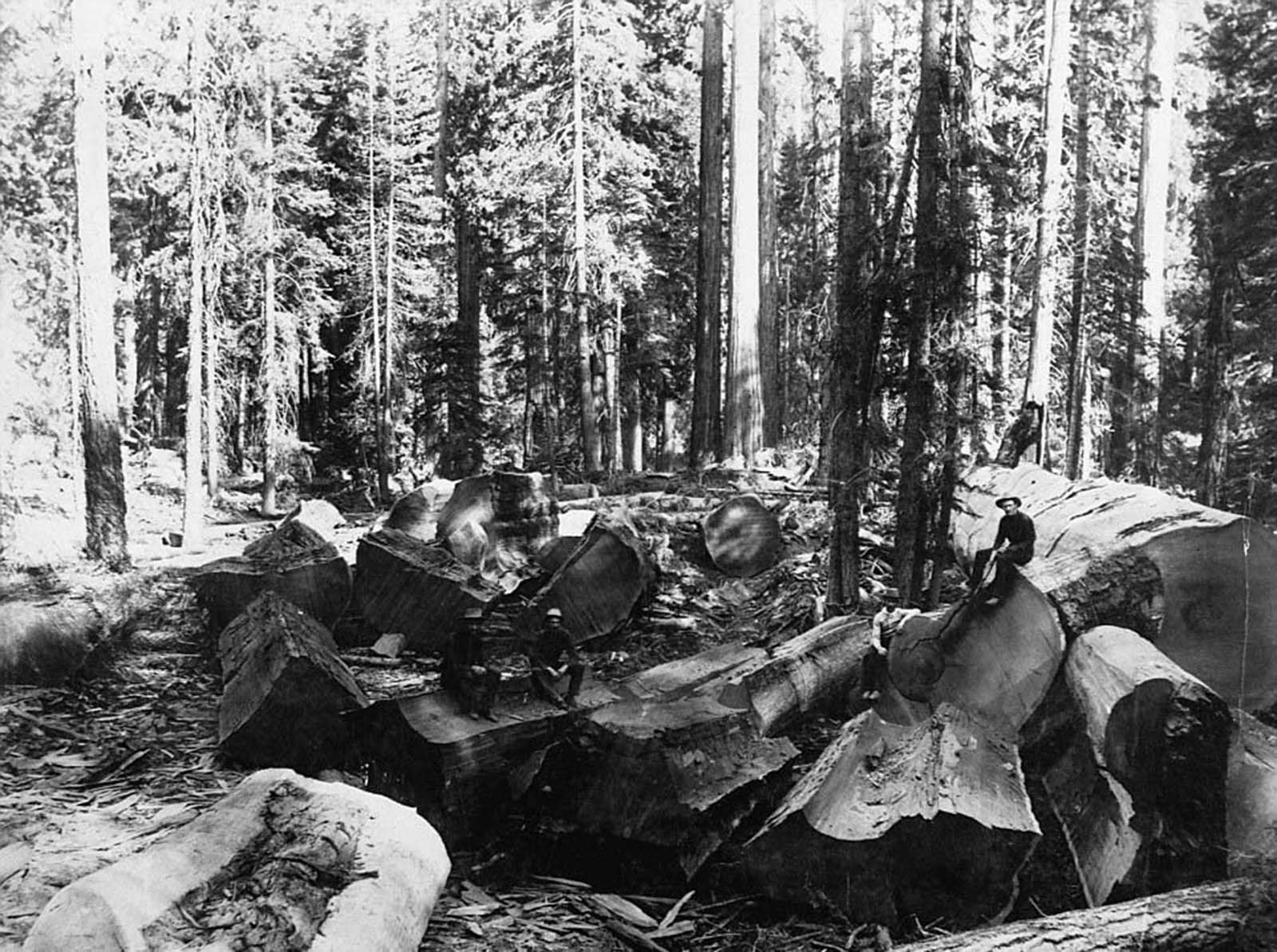 Lumberjacks sit on chunks of trees that they chopped down while looking around at the remaining forest surrounding them.