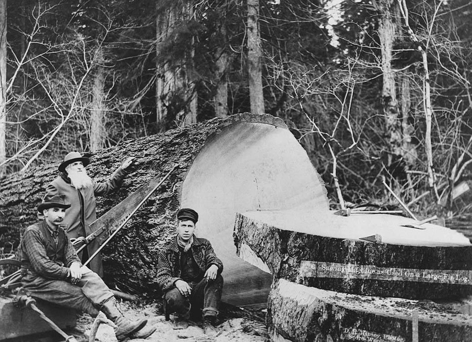 Three lumberjacks in 1900 stand next to a large fir log which has been cut using a sawing machine in Sedro-Woolley, Washington