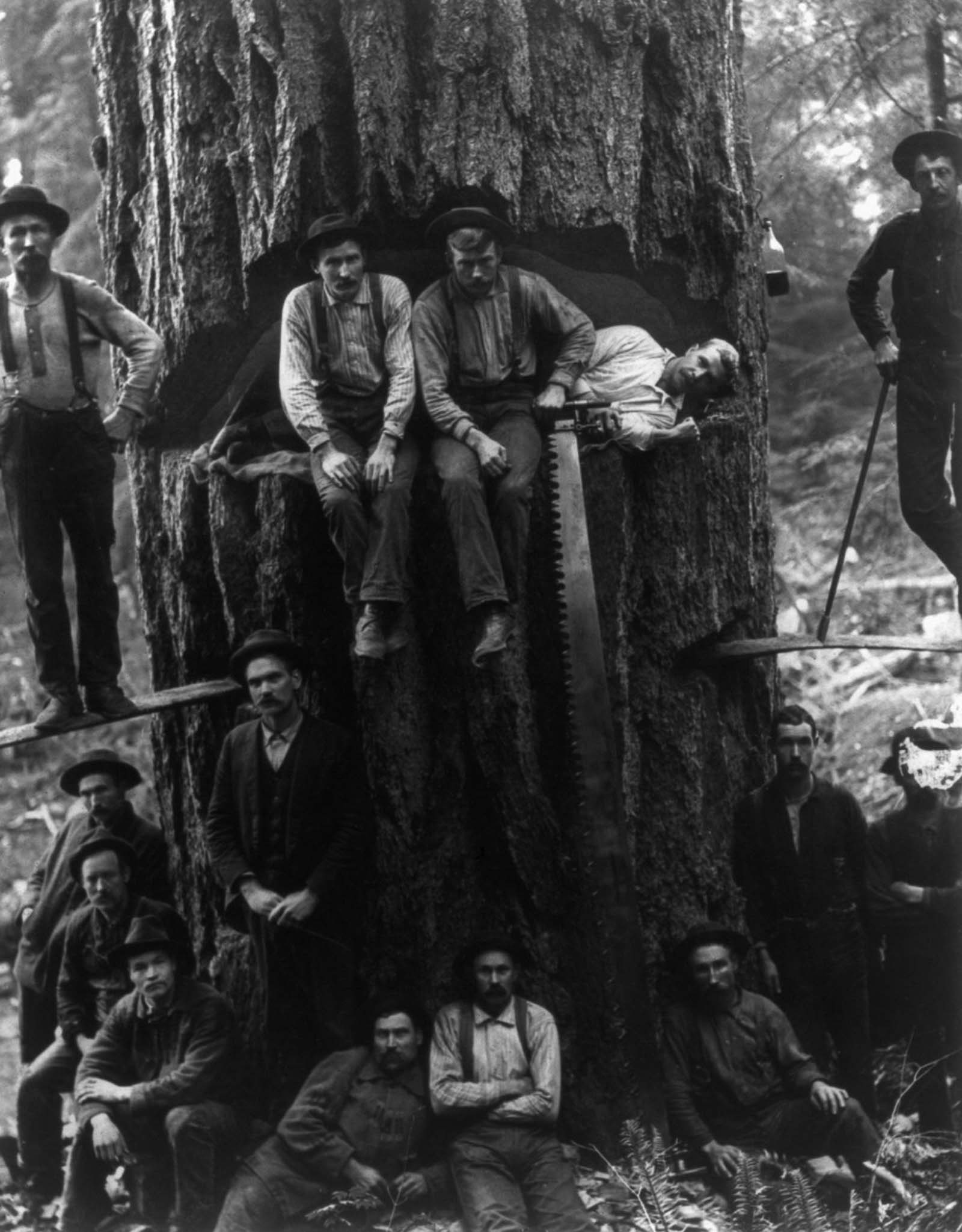 Lumberjacks pose with a 12-foot-wide fir tree, 1901.