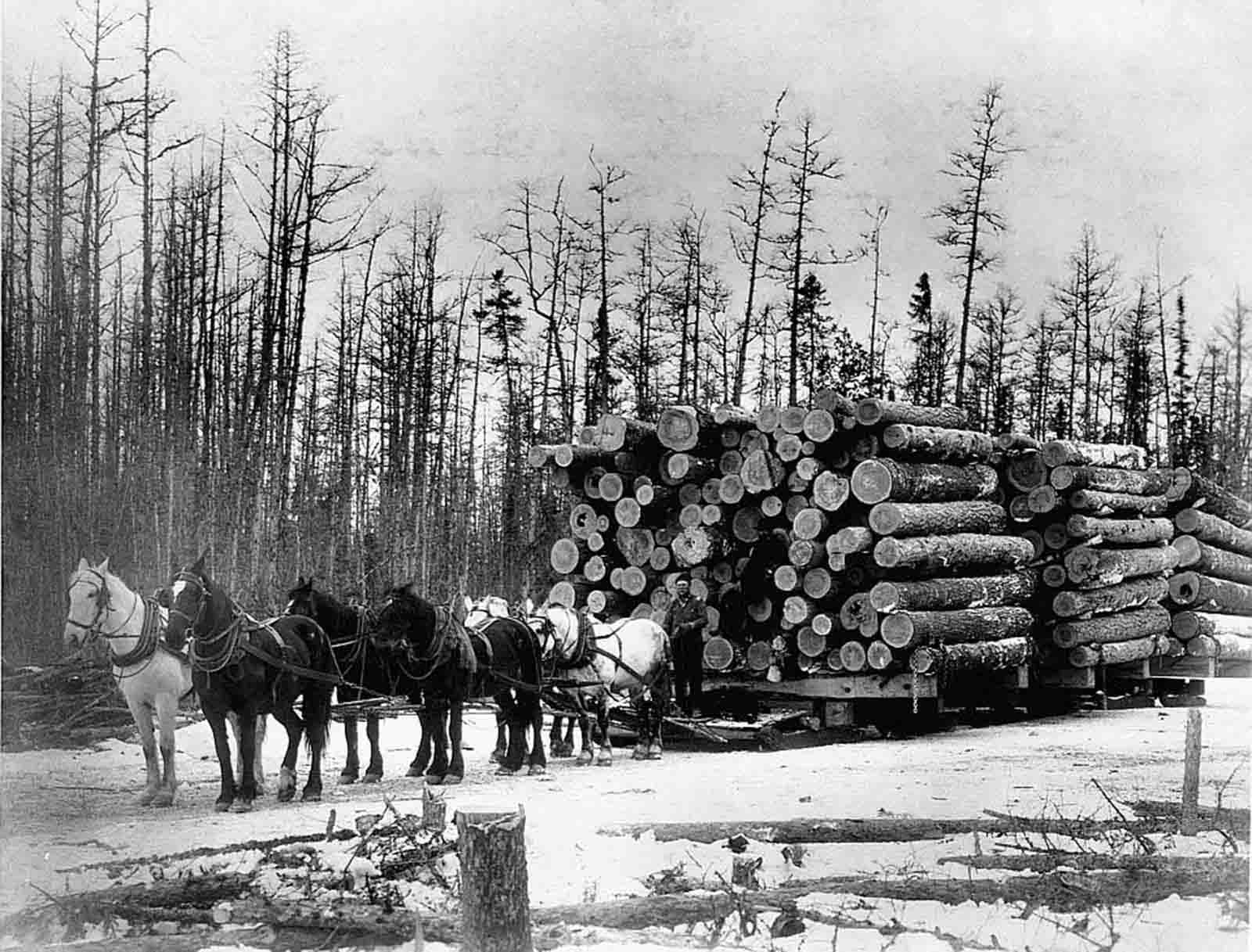 A team of horses pulls a sled filled up with red and white pine logs in Red Lake County, Minnesota, at the beginning of the 20th century.
