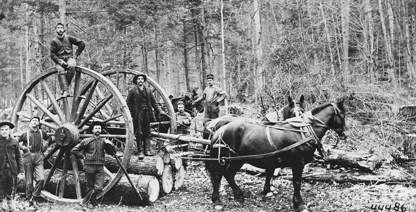 Horses were often the hardest workers on many of the logging camps, pulling trees such as these ones seen on a carrying vessel in 1890.