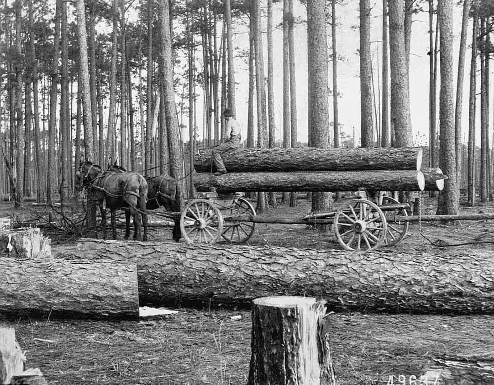Stunning Historical Photos of Lumberjacks who Fell Giant Trees with Axes and Handsaws from the early 1900s