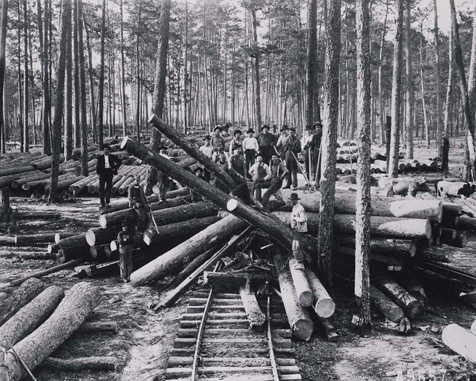 A crew stands among cut old growth longleaf pine near the settlement of Neame, now called Anacoco, in Vernon Parish, Louisiana.