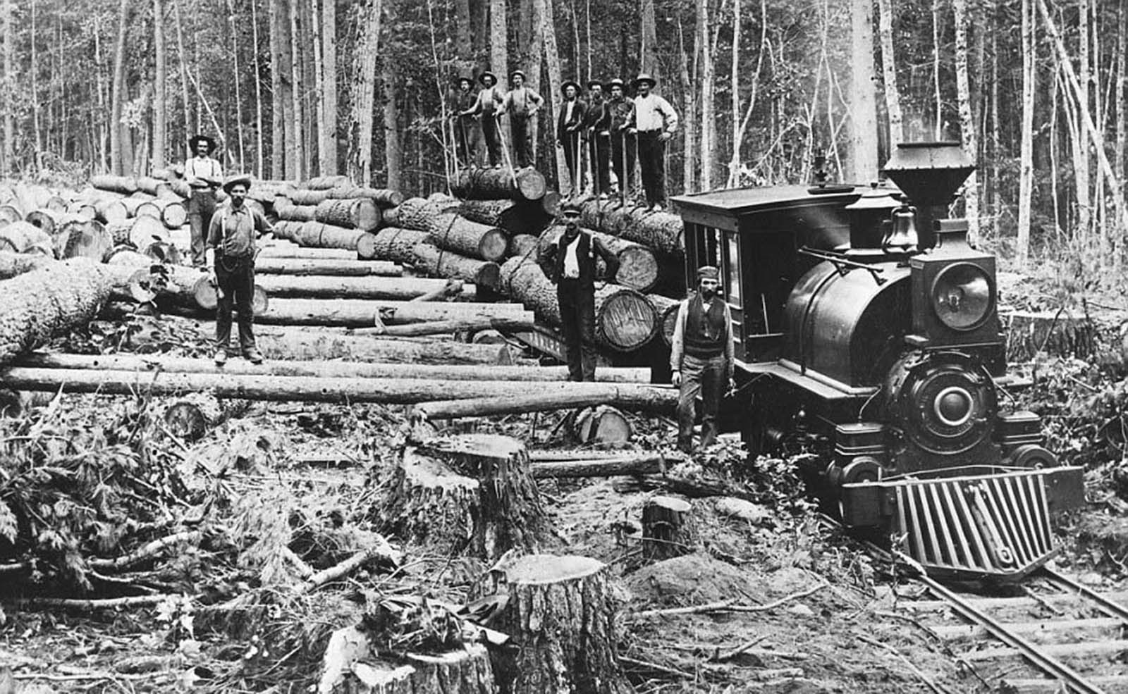 Lumberjacks in Michigan load a series of white pine logs onto a train to be carried to a sawmill.